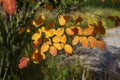 Amelanchier lamarckii shadbush autumnal shrub branches full of beautiful red orange yellow leaves