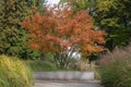 Amelanchier lamarckii shadbush colorful autumnal shrub branches full of beautiful red orange yellow leaves