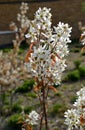Amelanchier lamarckii Toadstool It is a deciduous, larger shrub or low tree. In spring it is decorated with small, fragrant, star-