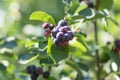 Amelanchier ovalis tasty ripening fruits berries, serviceberries on branches