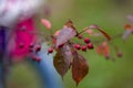 Amelanchier and Red leaves