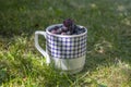 Amelanchier ripened fruits serviceberries in retro ceramic mug, harvested tasty shadbush juneberry in green grass
