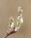 Amelanchier (shadbush) bud