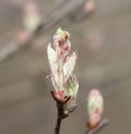 Amelanchier (shadbush) bud