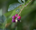 Amelanchier spicata Royalty Free Stock Photo