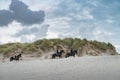 Female horse riders on the beach, Ameland, The Netherlands,