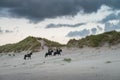Female horse riders on the beach, Ameland, The Netherlands,