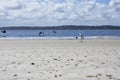 Fernandina Beach is occupied by wild birds, Florida, USA