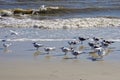 Amelia Island, Florida, USA: Laughing gulls and royal terns