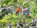 A male cardinal sings a tune to alert its mate to where he is located in the island Greenway Royalty Free Stock Photo