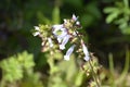 The purple wild flowers take the shape of bells Royalty Free Stock Photo