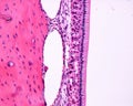 Ameloblasts. Rat tooth