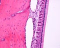 Ameloblasts. Rat tooth