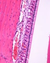 Ameloblasts. Rat tooth
