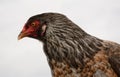 Ameraucana chicken hen Royalty Free Stock Photo