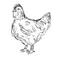 Ameraucana Chicken or Hen Side View Drawing