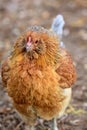 Fluffed Chicken