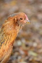 Ameraucana Hen Royalty Free Stock Photo