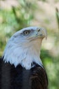 Amercan Bald Eagle Royalty Free Stock Photo