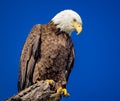 American bald eagle portrait facing right and looking down Royalty Free Stock Photo