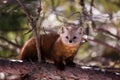 Amercian Pine marten on a branch