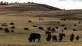 Amerian  Bison known as Buffalo, Custer State Park Royalty Free Stock Photo