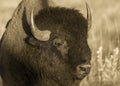 Amerian  Bison known as Buffalo, Custer State Park Royalty Free Stock Photo