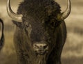 Amerian  Bison known as Buffalo, Custer State Park Royalty Free Stock Photo