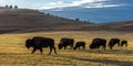 Amerian  Bison known as Buffalo, Custer State Park Royalty Free Stock Photo