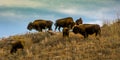 Amerian  Bison known as Buffalo, Custer State Park Royalty Free Stock Photo