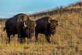 Amerian  Bison known as Buffalo, Custer State Park Royalty Free Stock Photo