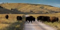 SEPTEMBER 26, 2019, CUSTER STATE PARK, SOUTH DAKOTA - Amerian  Bison known as Buffalo Royalty Free Stock Photo