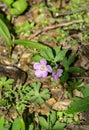 America american americana appalachain appalachia appalachian beautiful beauty bill bloom blooming blooms blossom blossoming bloss Royalty Free Stock Photo