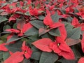 Merry Christmas: Red Poinsettia  Background