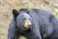 America Black Bear hunting in the woods Royalty Free Stock Photo