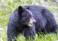 America Black Bear hunting in the woods Royalty Free Stock Photo