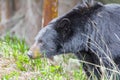 America Black Bear hunting in the woods Royalty Free Stock Photo