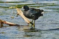 America Coot Duck Lake Sammamish Park Issaquah Washington Royalty Free Stock Photo