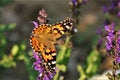 America Lady Butterfly on Purple Salvia Royalty Free Stock Photo