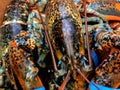 America Lobsters Royalty Free Stock Photo