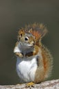 American Red Squirrel - (tamiasciurus hudsonicus)