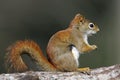 American Red Squirrel (tamiasciurus hudsonicus)