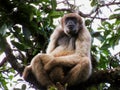 America`s largest primate