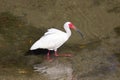 America White Ibis at the wading in a pond Royalty Free Stock Photo