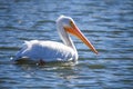 America White Pelican