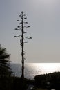 American Agave