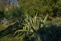 American agave Marginata Agave americana striped Ã¢â¬â species of Agave genus, Agave subfamily, Asparagus family on Olympic Embankme