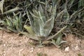 American agave plants