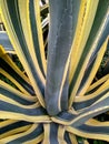 American agave, yellow agave, pita