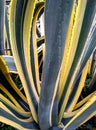 American agave, yellow agave, pita